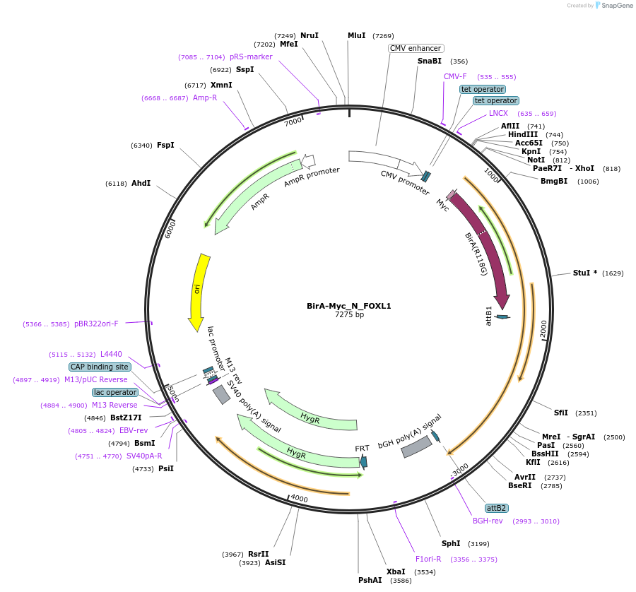 167703-plasmid-map-sequence-id-333392
