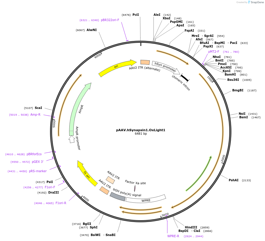 169792-plasmid-map-sequence-id-333398