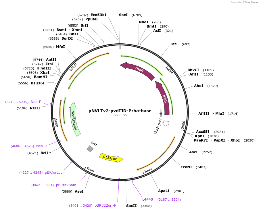 169244-plasmid-map-sequence-id-333399