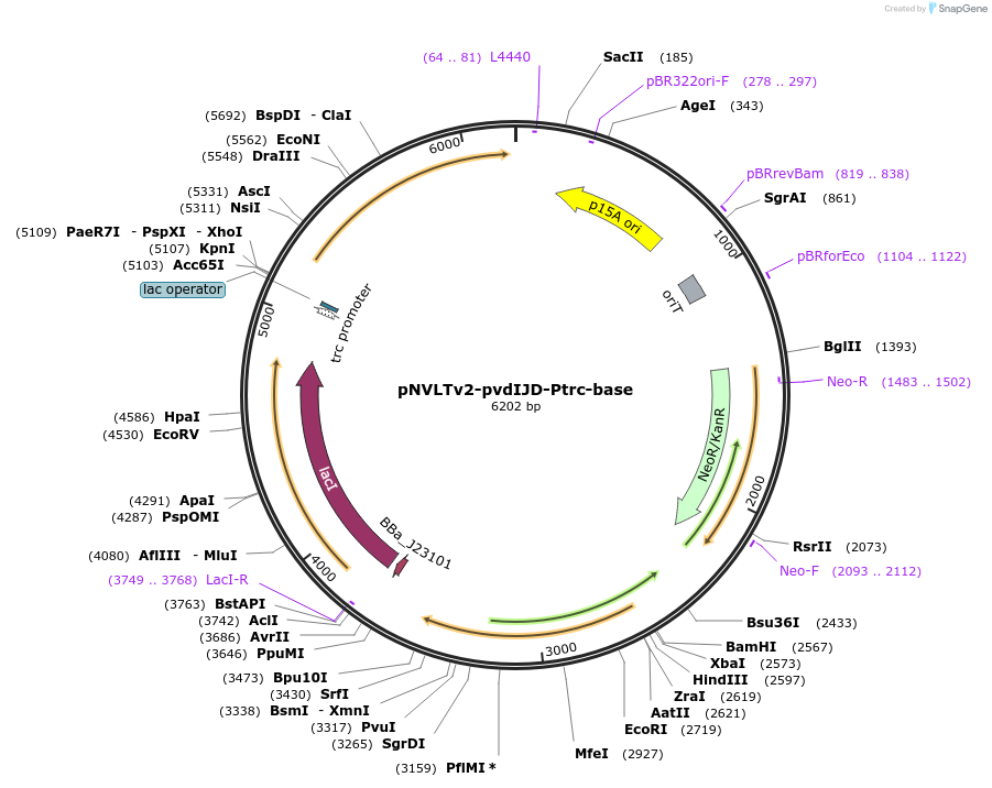 169243-plasmid-map-sequence-id-333401
