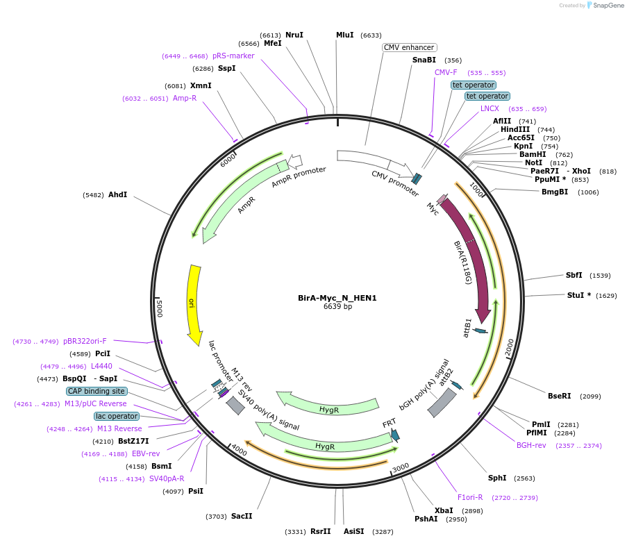 167708-plasmid-map-sequence-id-333405
