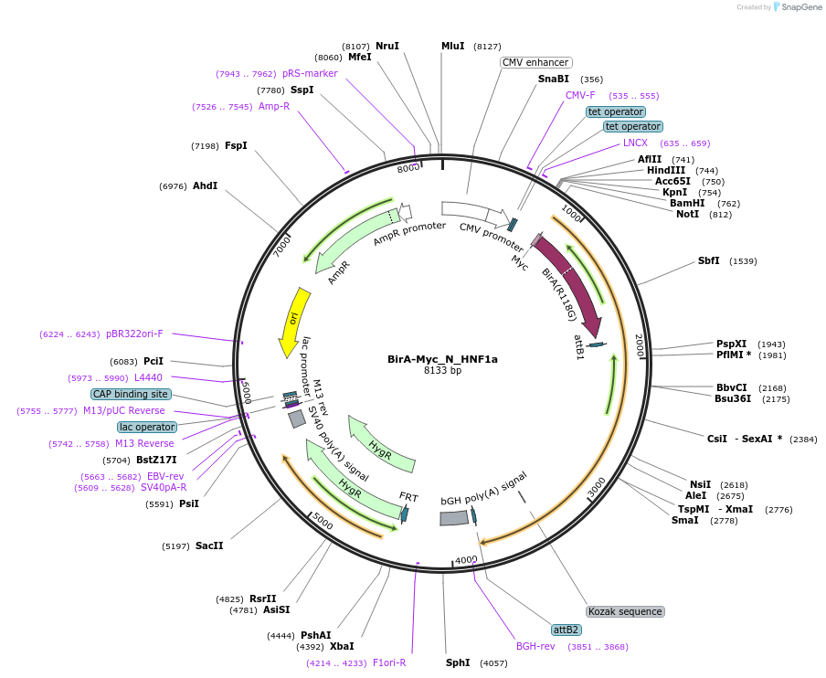 167710-plasmid-map-sequence-id-333410