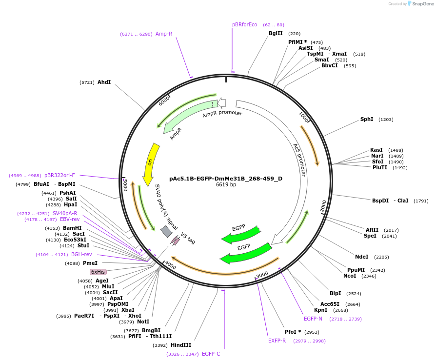 146119-plasmid-map-sequence-id-333415