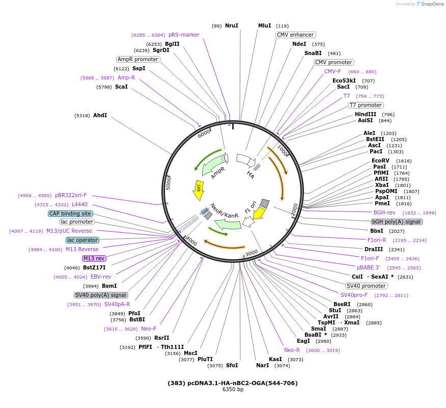 168100-plasmid-map-sequence-id-333446