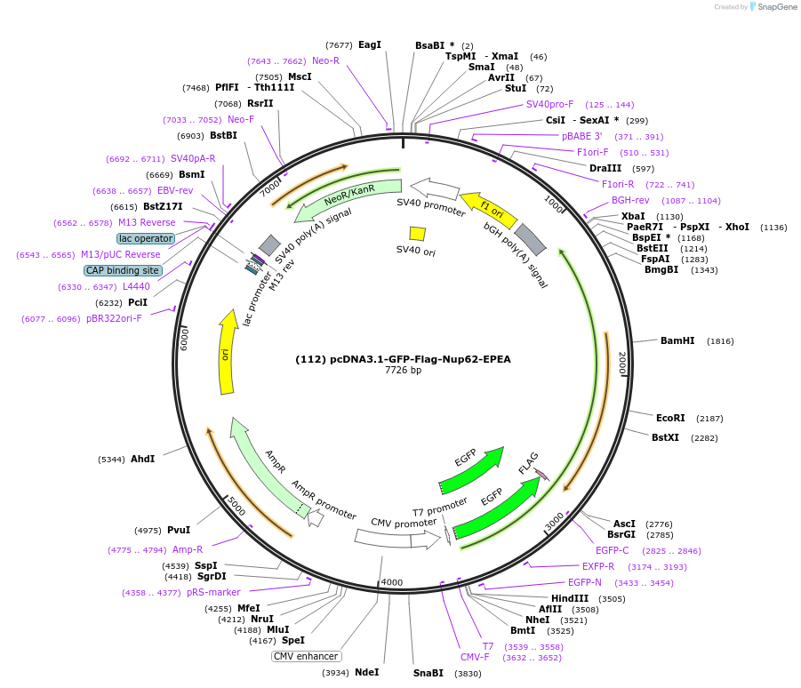 168101-plasmid-map-sequence-id-333447