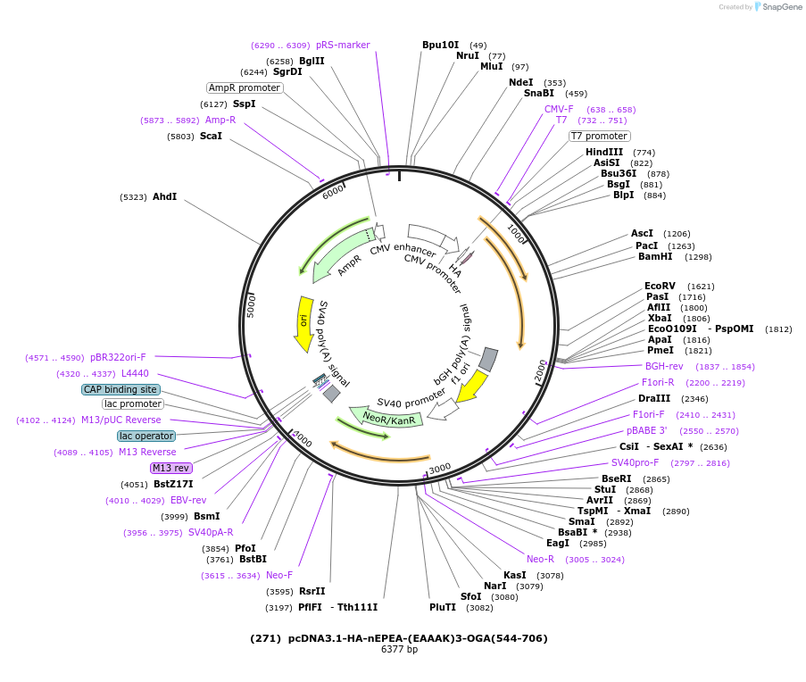 168102-plasmid-map-sequence-id-333448