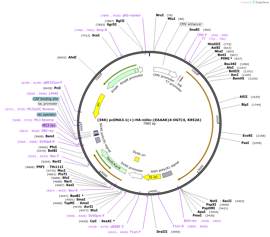 168189-plasmid-map-sequence-id-333451