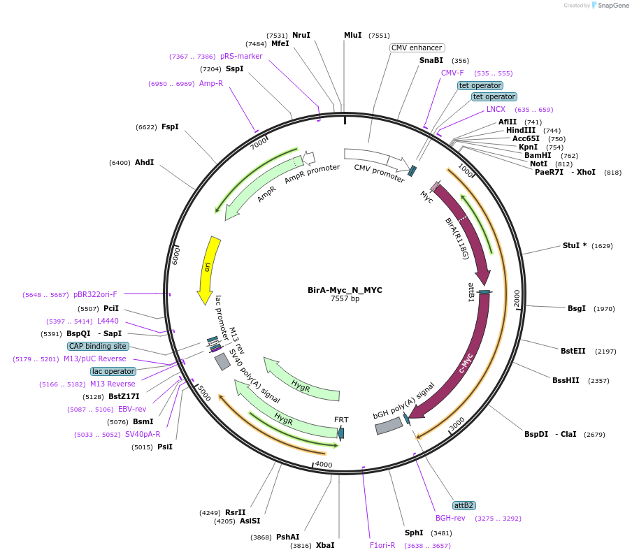 167715-plasmid-map-sequence-id-333459