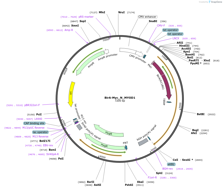 167716-plasmid-map-sequence-id-333461