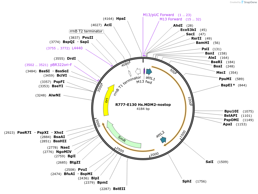 70414-plasmid-map-sequence-id-333505