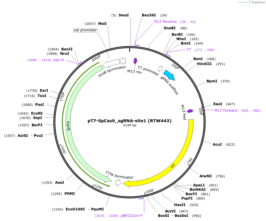160136-plasmid-map-sequence-id-333509