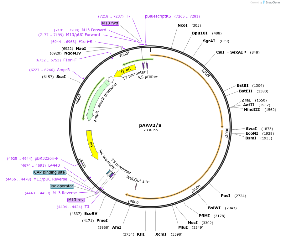 112864-plasmid-map-sequence-id-333531