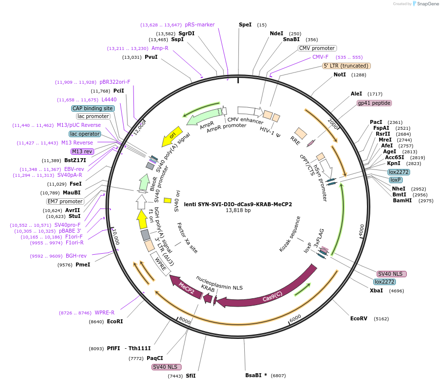 170378-plasmid-map-sequence-id-333532