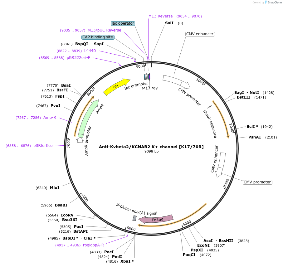 128615-plasmid-map-sequence-id-333533
