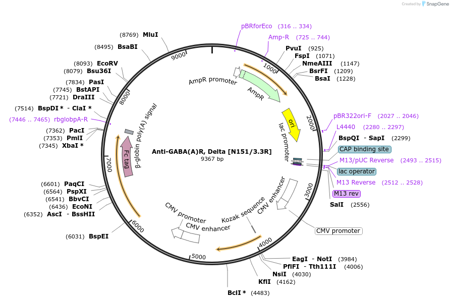 114515-plasmid-map-sequence-id-333536