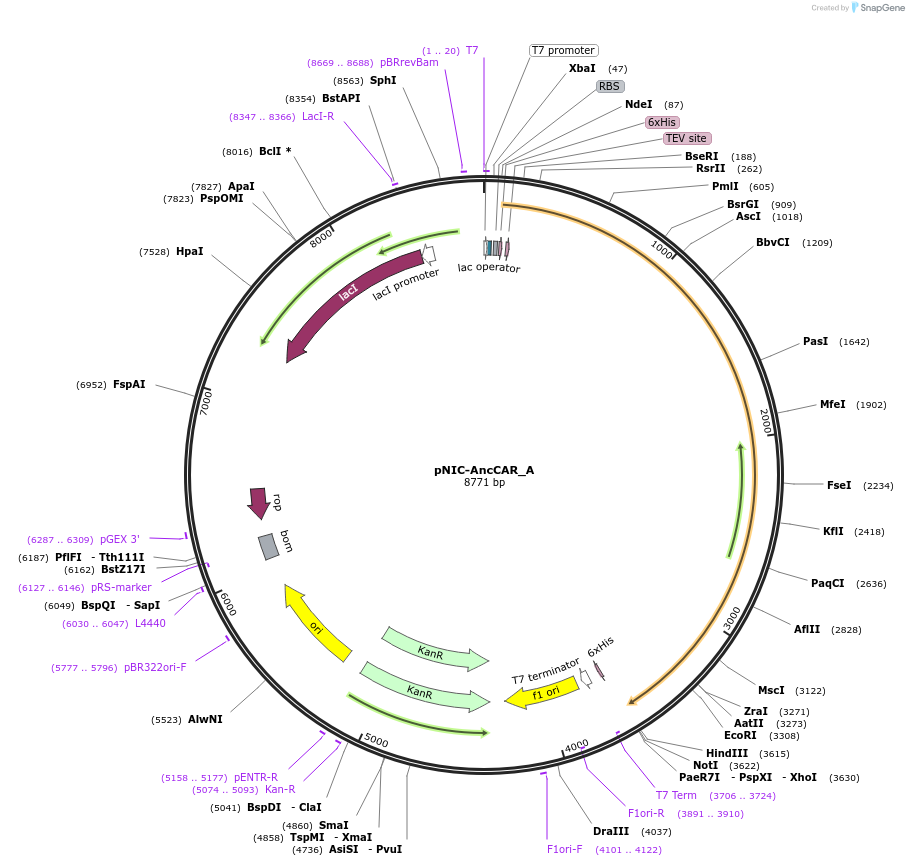 168286-plasmid-map-sequence-id-333539