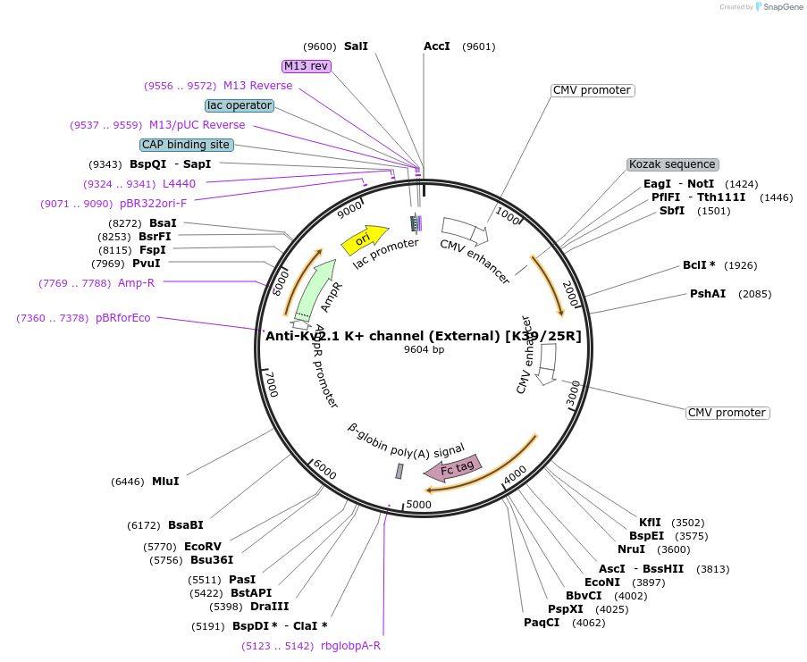 128620-plasmid-map-sequence-id-333542