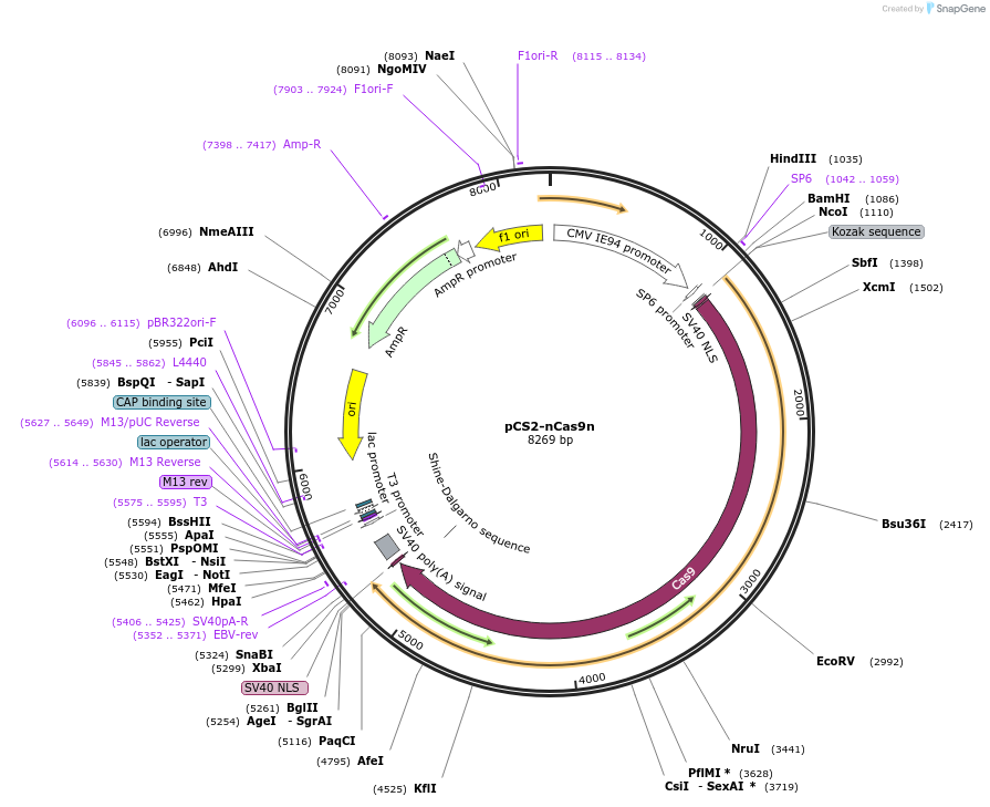 47929-plasmid-map-sequence-id-333554