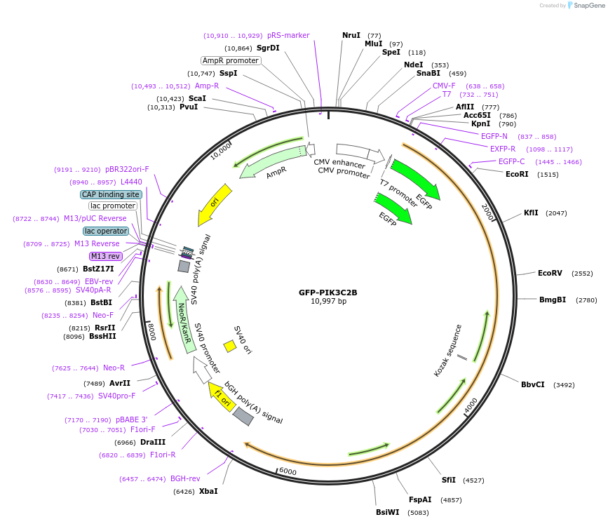161989-plasmid-map-sequence-id-333558