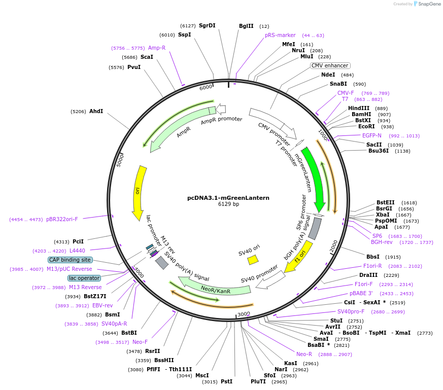 161912-plasmid-map-sequence-id-333559
