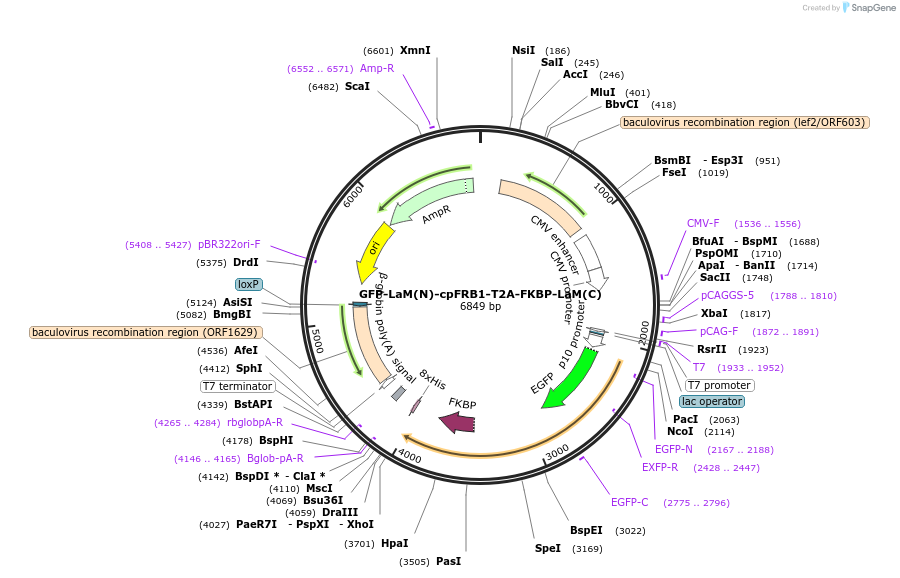 165026-plasmid-map-sequence-id-333561