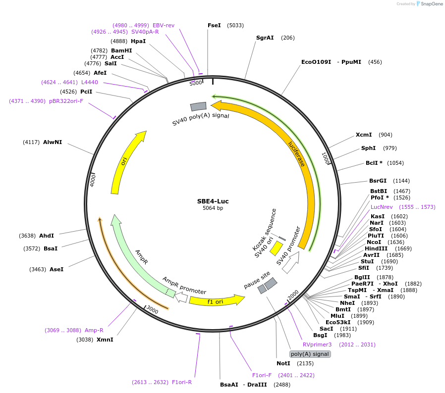 16495-plasmid-map-sequence-id-333563