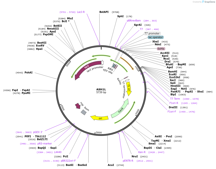 39051-plasmid-map-sequence-id-333564