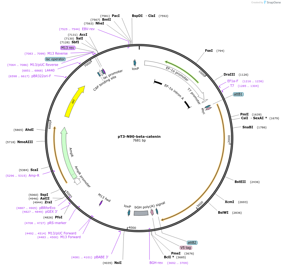 31785-plasmid-map-sequence-id-333565