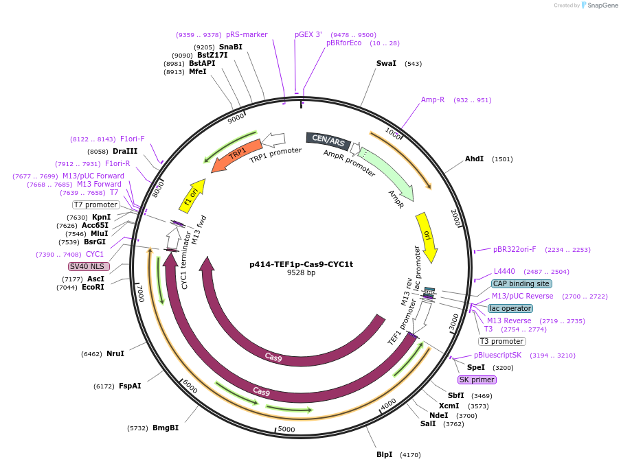 43802-plasmid-map-sequence-id-333570