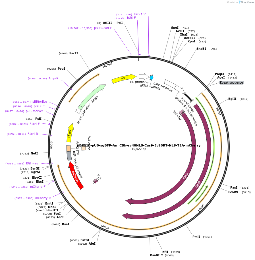 170185-plasmid-map-sequence-id-333571