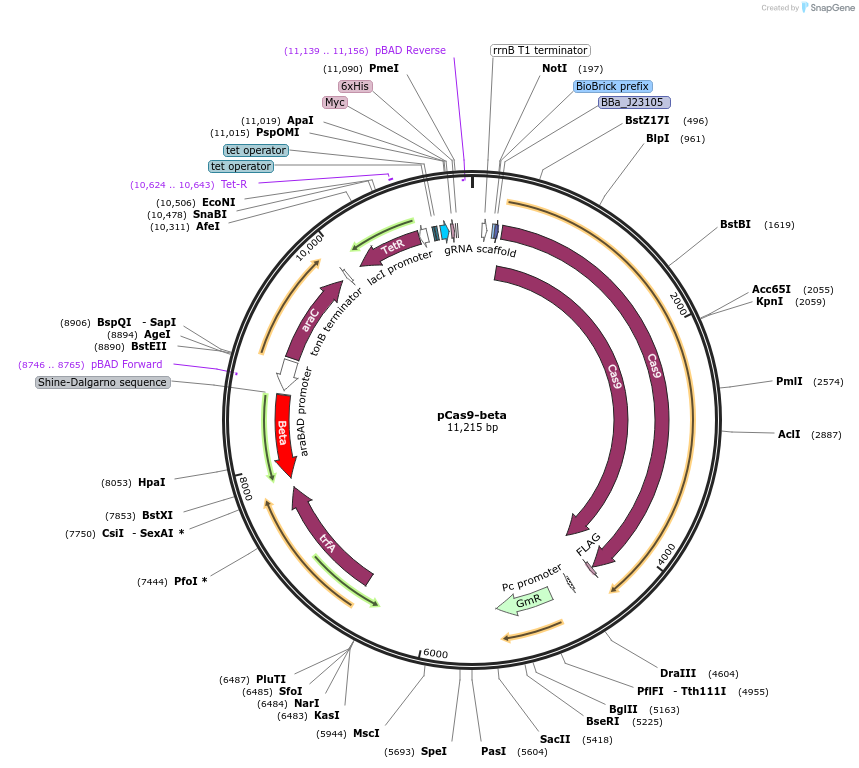169240-plasmid-map-sequence-id-333574