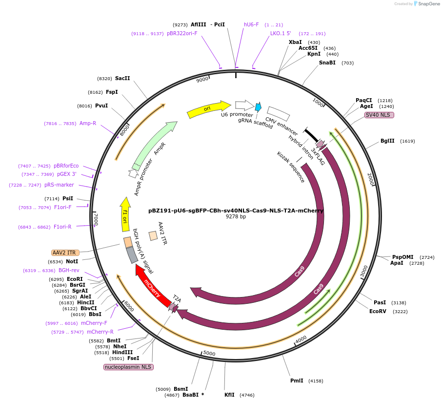 170183-plasmid-map-sequence-id-333576
