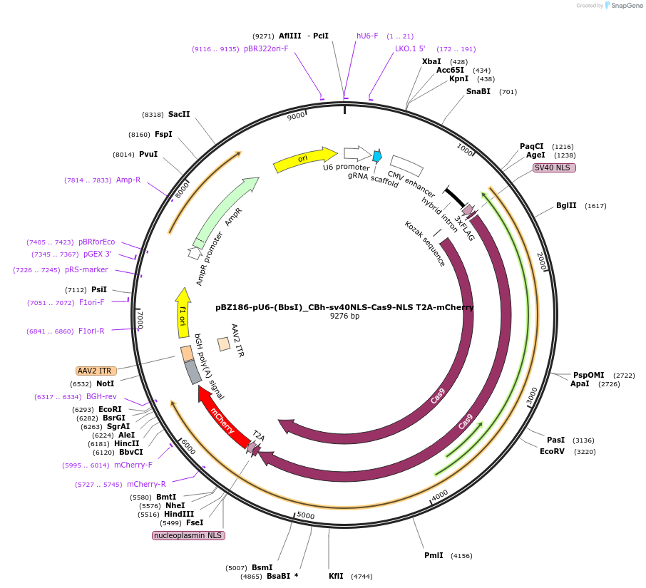 170182-plasmid-map-sequence-id-333578
