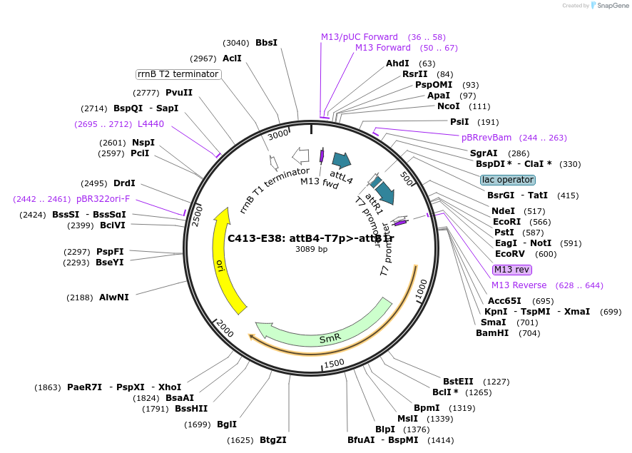 162929-plasmid-map-sequence-id-333592