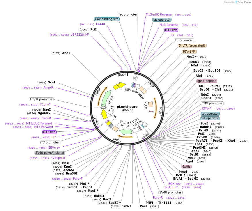 39481-plasmid-map-sequence-id-333599
