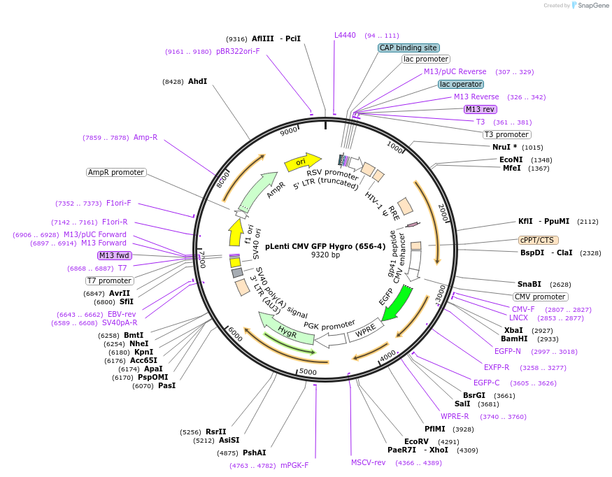 17446-plasmid-map-sequence-id-333600