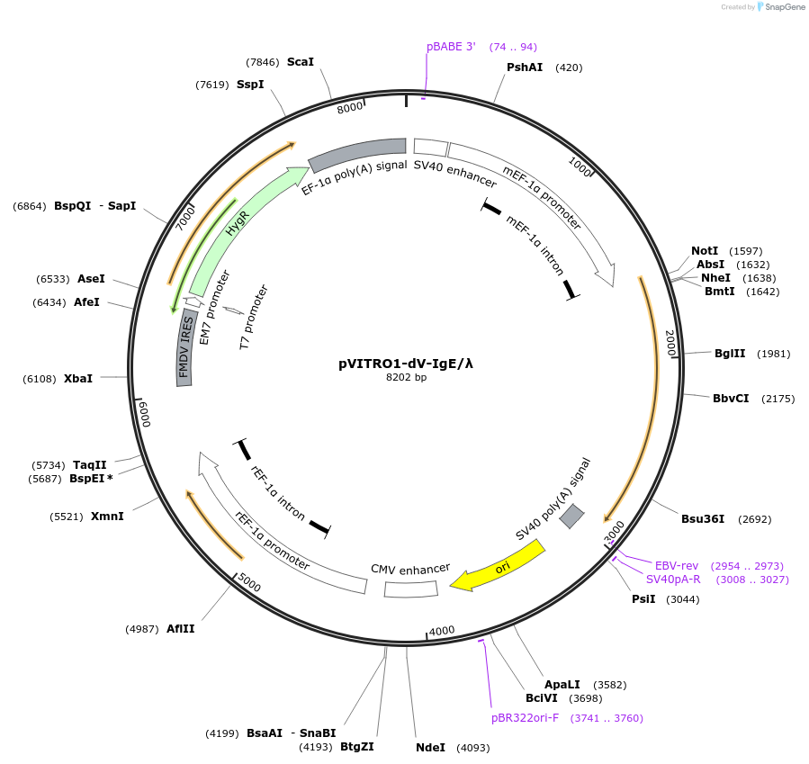 61879-plasmid-map-sequence-id-333601