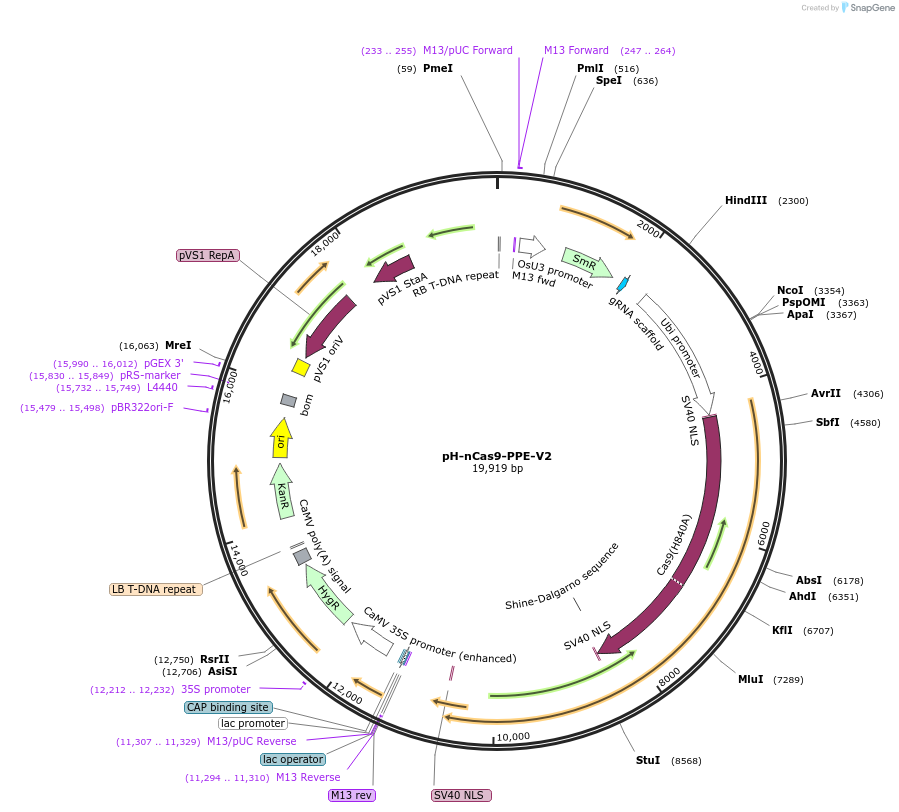 170131-plasmid-map-sequence-id-333607
