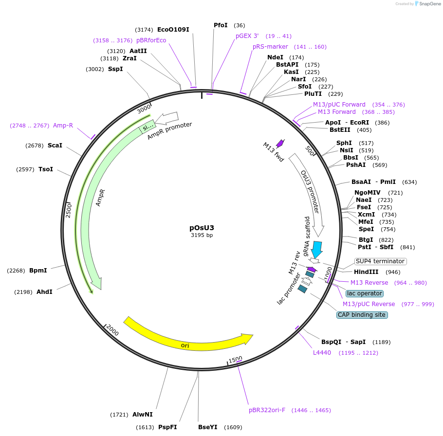 170132-plasmid-map-sequence-id-333608