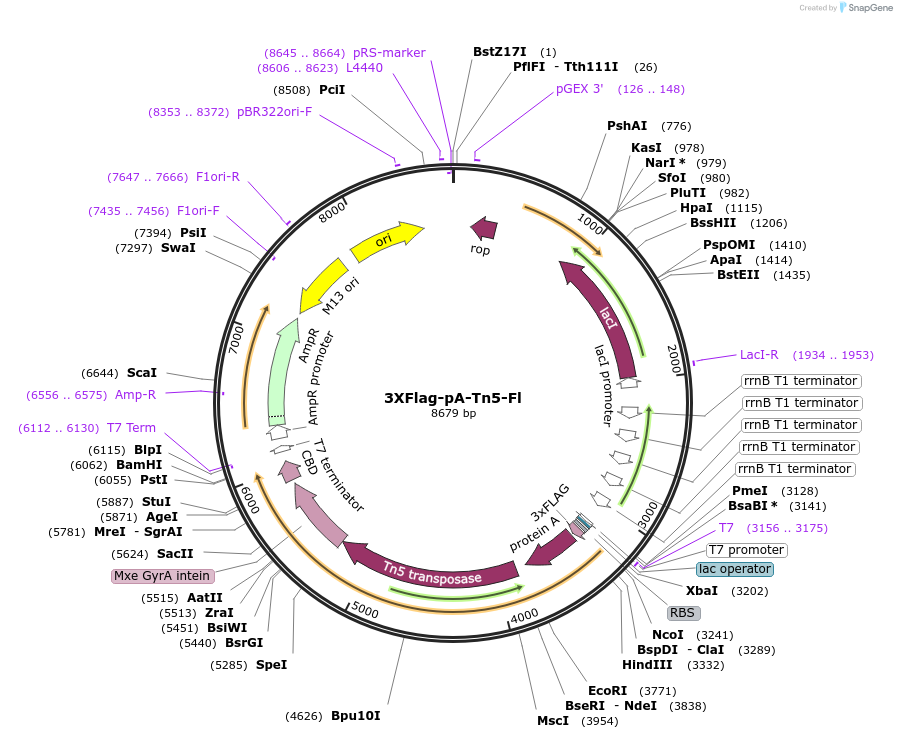 124601-plasmid-map-sequence-id-333612
