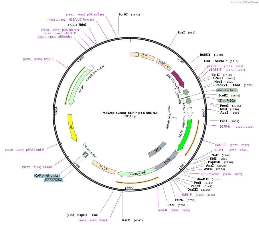 164919-plasmid-map-sequence-id-333636