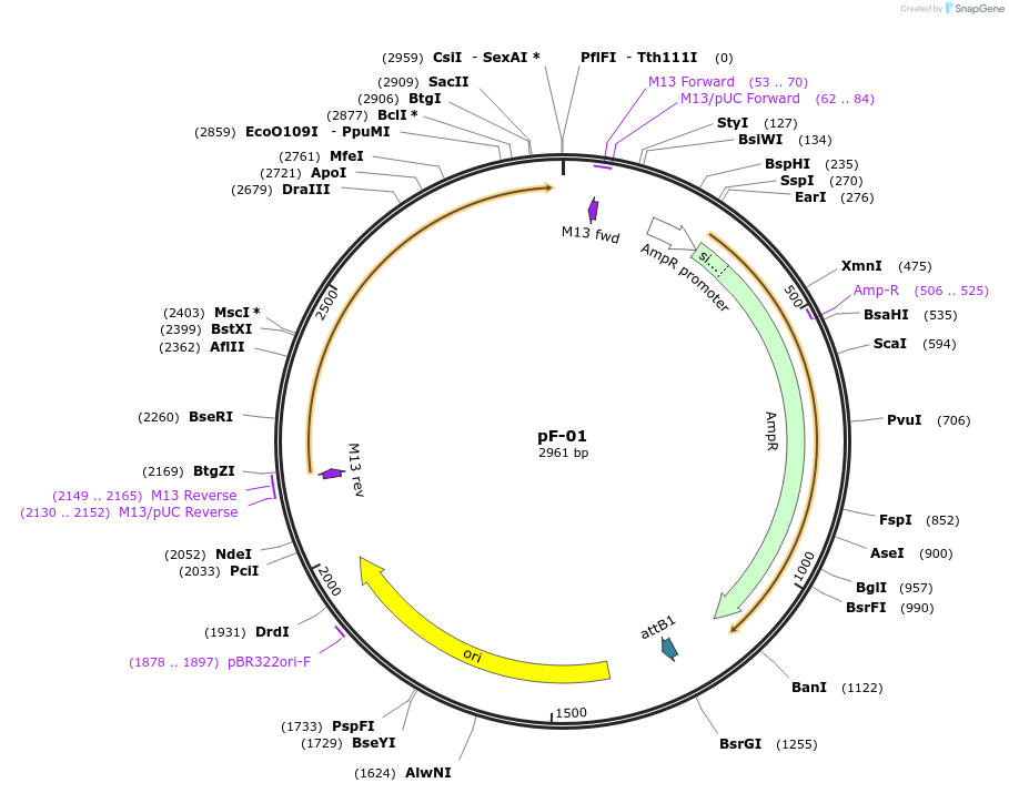 166931-plasmid-map-sequence-id-333651