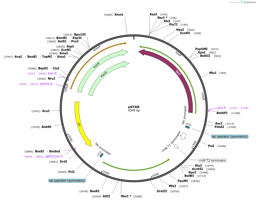 166939-plasmid-map-sequence-id-333681