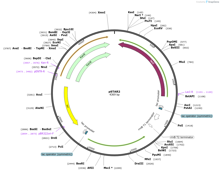 166940-plasmid-map-sequence-id-333684