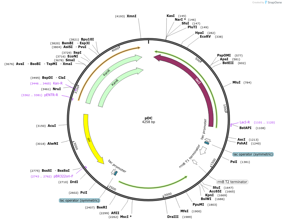 166941-plasmid-map-sequence-id-333685