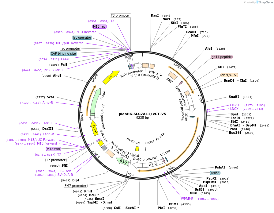 170427-plasmid-map-sequence-id-333690