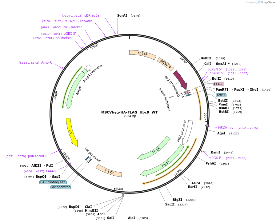 164936-plasmid-map-sequence-id-333692