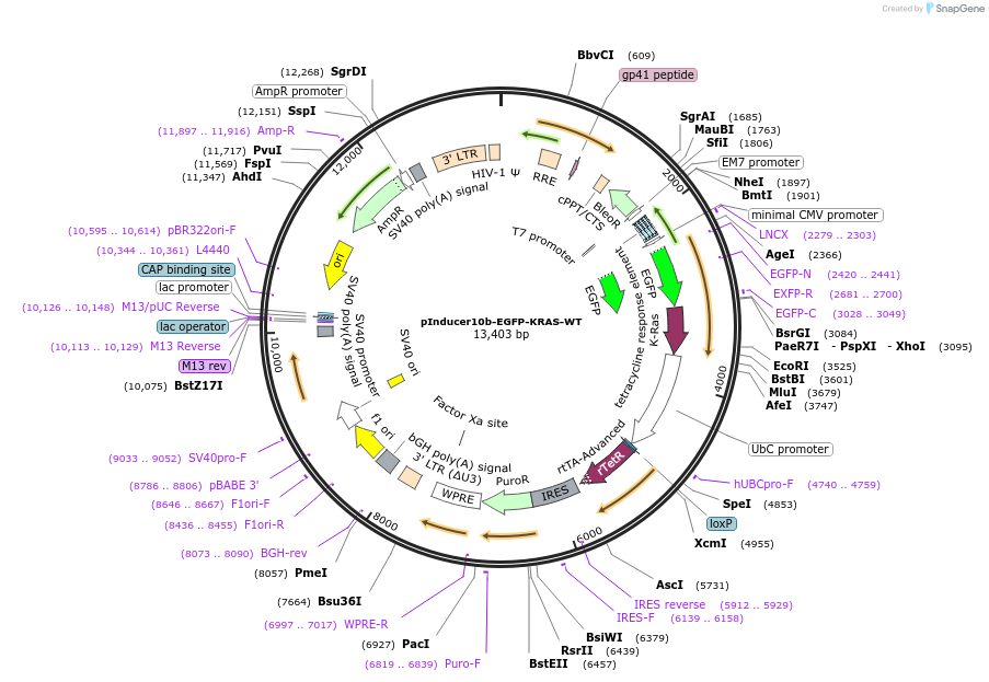 164935-plasmid-map-sequence-id-333720