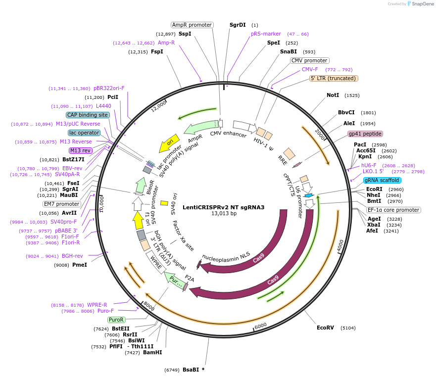 164929-plasmid-map-sequence-id-333730