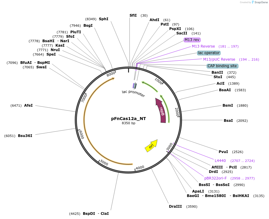 169838-plasmid-map-sequence-id-333746